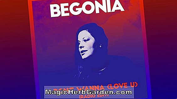 Begonia Lady Florita Cowell (Lady Florita Cowell Begonia) - #2