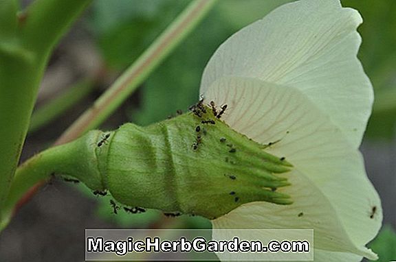 Begonia Lady Fingers (Lady Fingers Begonia) - #2