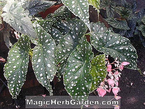 Begonia Lady Hamilton (Lady Hamilton Begonia)