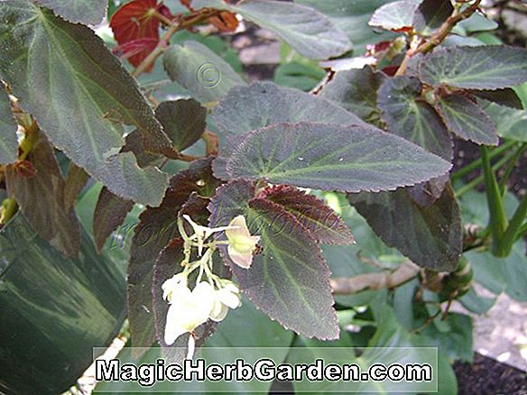Begonia Lady Waterlow (Lady Waterlow Begonia) - #2