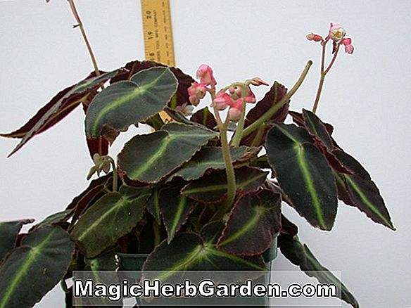 Planter: Begonia listada (Listada Begonia)