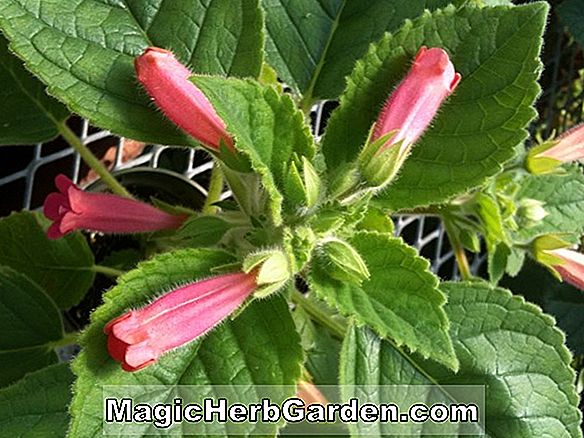 Planter: Begonia Little Darling (Little Darling Begonia)