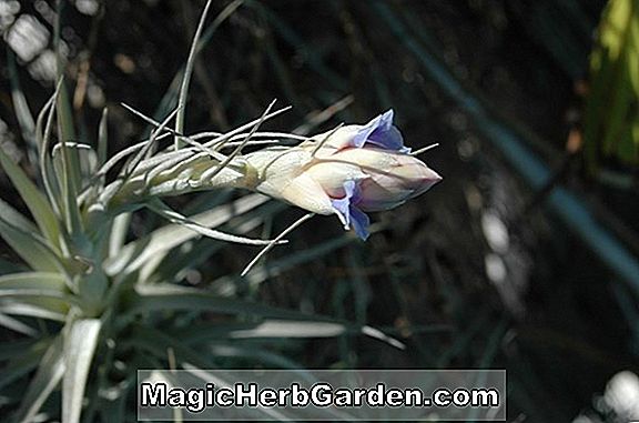 Begonia Lobata Variegata (Lobata Variegata Begonia)