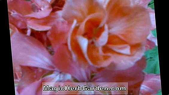 Begonia Mabel Corwin (Mabel Corwin Begonia) - #2