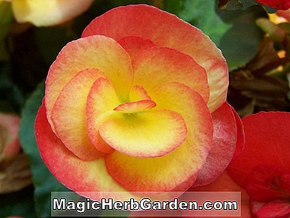 Planter: Begonia Mae Blanton (Mae Blanton Begonia) - #2