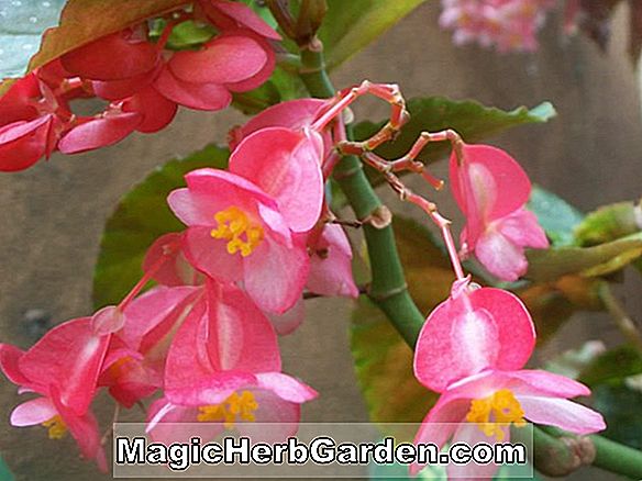 Begonia May Taft (May Taft Begonia) - #2