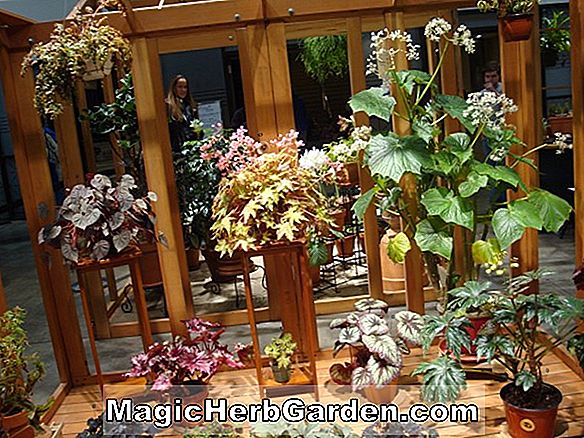 Planter: Begonia Memory Beryl Allen (Memory Beryl Allen Begonia) - #2