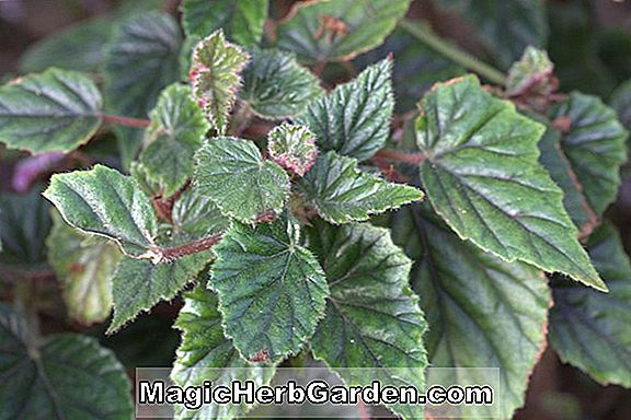 Begonia metallica (Bégonia à feuilles métalliques)