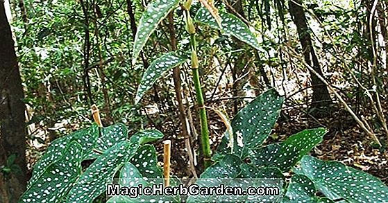Planter: Begonia Midnight (Midnight Begonia) - #2