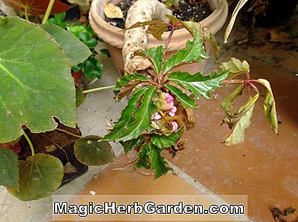 Begonia Mikado (Mikado Begonia)