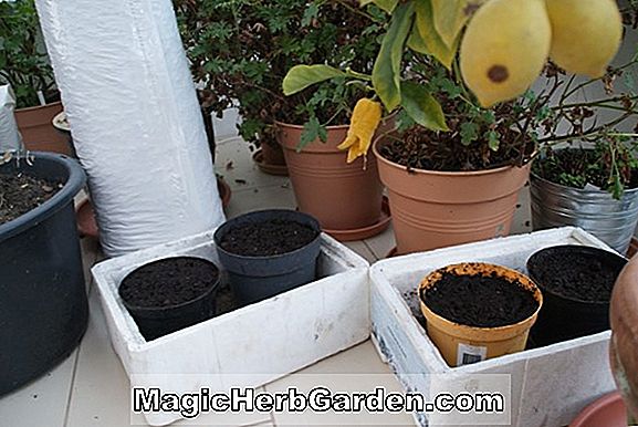 Begonia Fru Schinkle (Fru Schinkle Begonia)