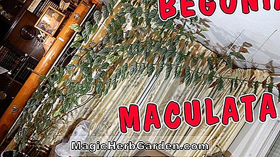 Planter: Begonia Mucho Grande (Mucho Grande Begonia) - #2