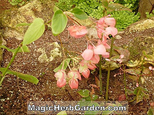 Begonia Mueller (Mueller Begonia)