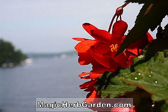 Bégonia New Hampshire (New Hampshire Begonia)