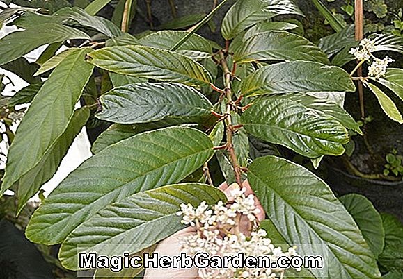 Plantes: Bégonia oxyphylla (Oxyphylla Begonia)
