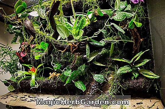 Begonia Patricia Ogdon (Patricia Ogdon Begonia) - #2