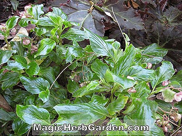 Begonia peltata (Begonia peltata)