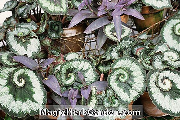 Begonia Persian Swirl (Persian Swirl Begonia) - #2