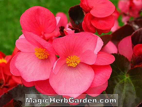 Planter: Begonia Pink Plunder (Pink Plunder Begonia) - #2