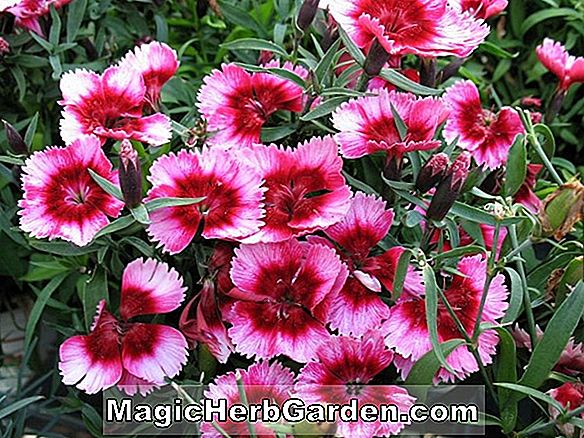 Növények: Begonia Málna Parfait (Raspberry Parfait Begonia) - #2