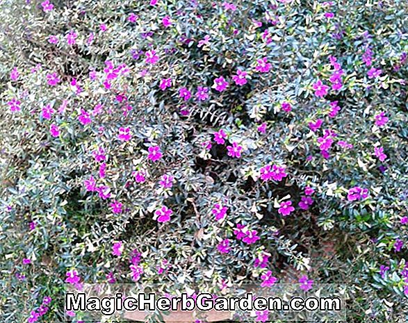 Planter: Begonia Reseda (Reseda Begonia)