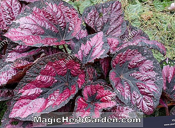 Begonia Rex (Chicago Begonia) - #2