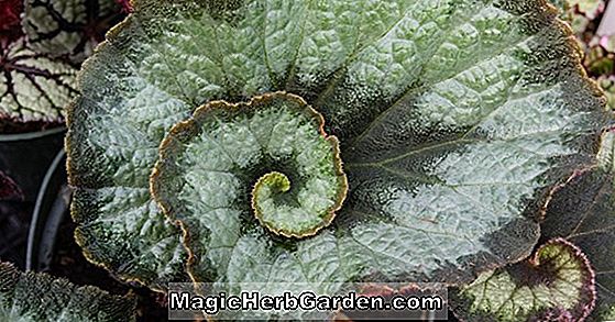 Begonia rex (Remilly Begonia) - #2