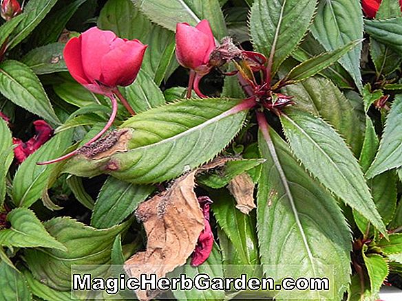 Planter: Begonia Richland (Richland Begonia)