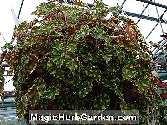 Planter: Begonia Ricky Loving (Ricky Loving Begonia)
