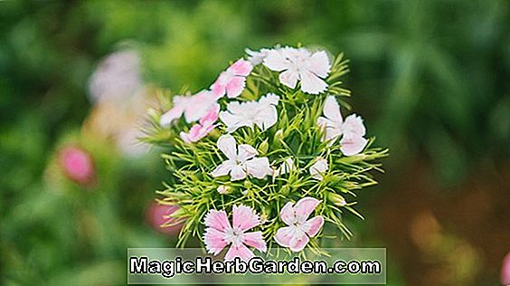 Növények: Begonia Rose Sensation (Rose Sensation Begonia)