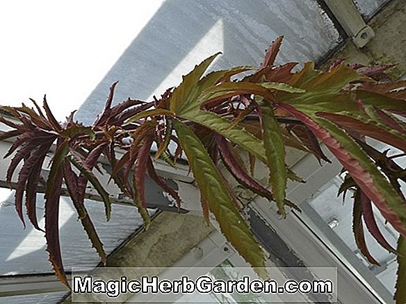 Begonia Rudy s Rubella (Rudys Rubella Begonia) - #2