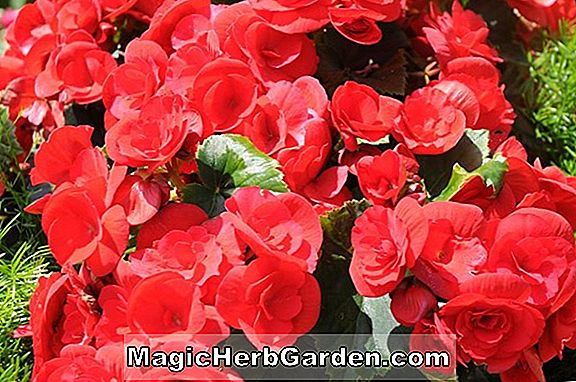 Begonia Schwabenland Pink (Schwabenland Rosa Begonie)