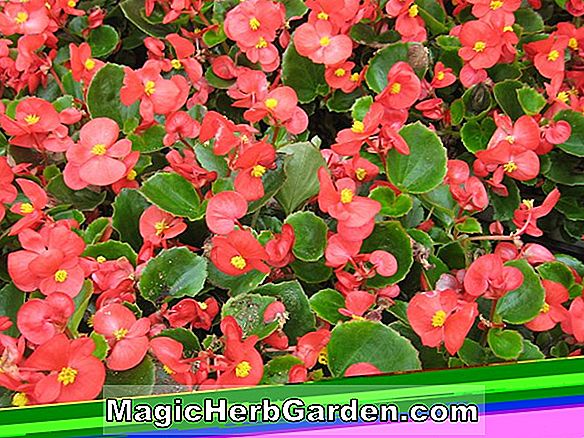 Begonia semperflorens (Double Pink Begonia) - #2