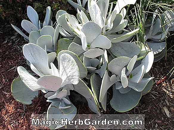 Begonia Silver Ribbons (Silver Ribbons Begonia)