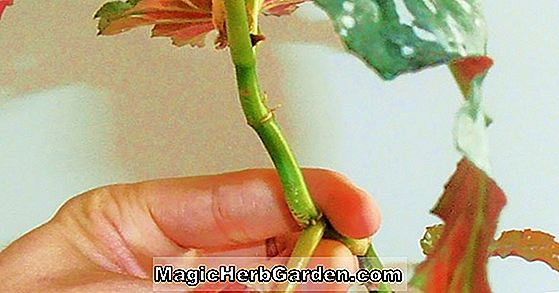Begonia Sophie Cecile (Sophie Cecile Begonia) - #2