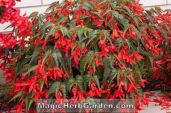 Planter: Begonia Sudan (Sudan Begonia) - #2