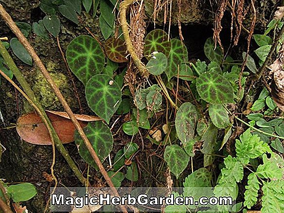 Begonia teuscheri (Teuscheri Begonia) - #2