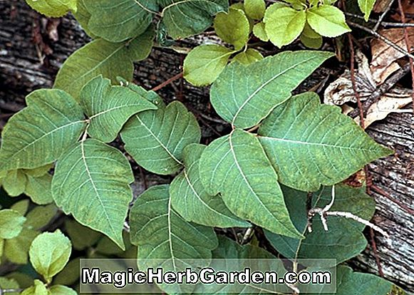 Begonia Thorns (Thorns Begonia)