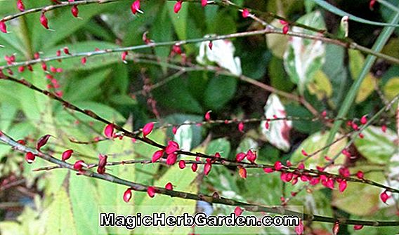 Planter: Begonia Thrush (Thrush Begonia)