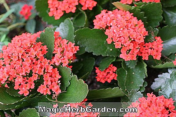 Begonia White Christmas (White Christmas Begonia) - #2