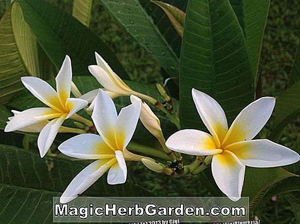 Begonia White Elaine (White Elaine Begonia)