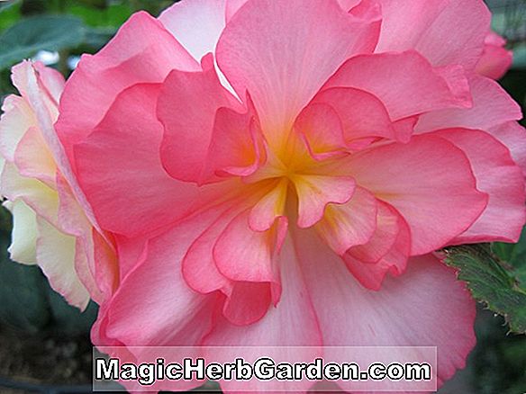 Begonia White Ruffles (White Ruffles Begonia) - #2