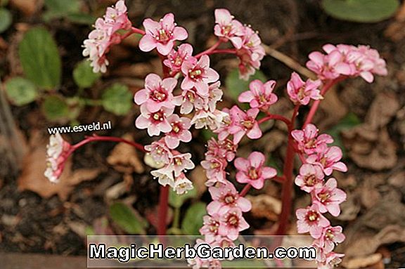 Bergenia ciliata (Rosea Winter Begonia)