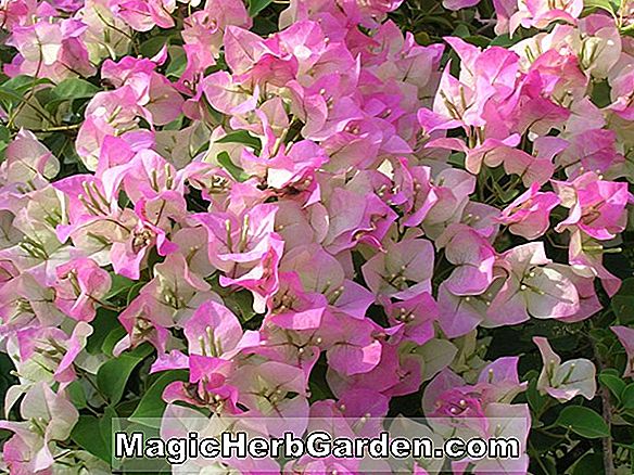 Bougainvillea buttiana (Single Pink Bougainvillea)