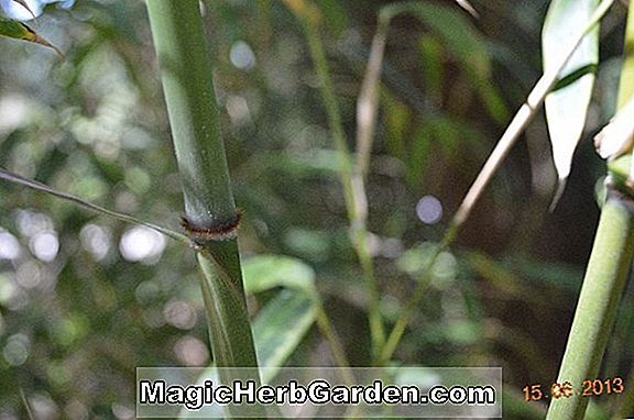 Brachystachyum densiflorum (Densiflorum Bamboo) - #2