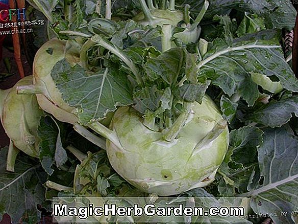 Brassica oleracea (russisk rødkål)