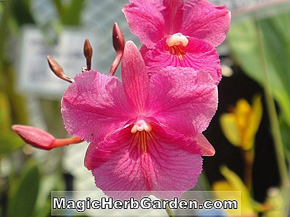 Broughtonia sanguinea (Broughtonia Orchid)