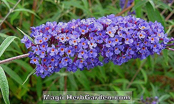 Buddleia davidii (Hvidbuket Sommer Lilac)
