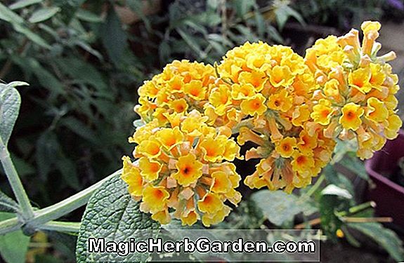 Plantes: Buddleia weyeriana (Golden Glow Buddleia) - #2