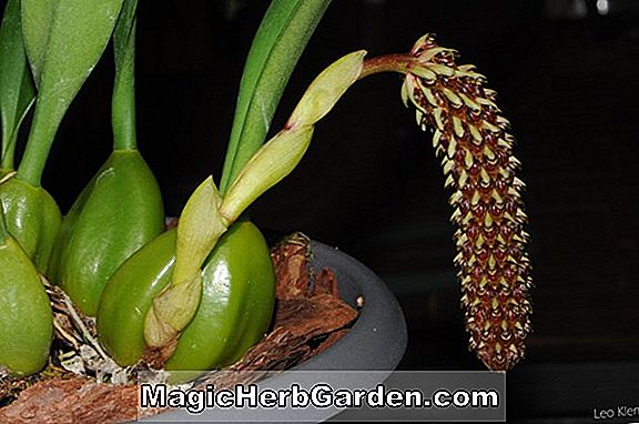 Bulbophyllum careyanum (Bulbophyllum Orchid)